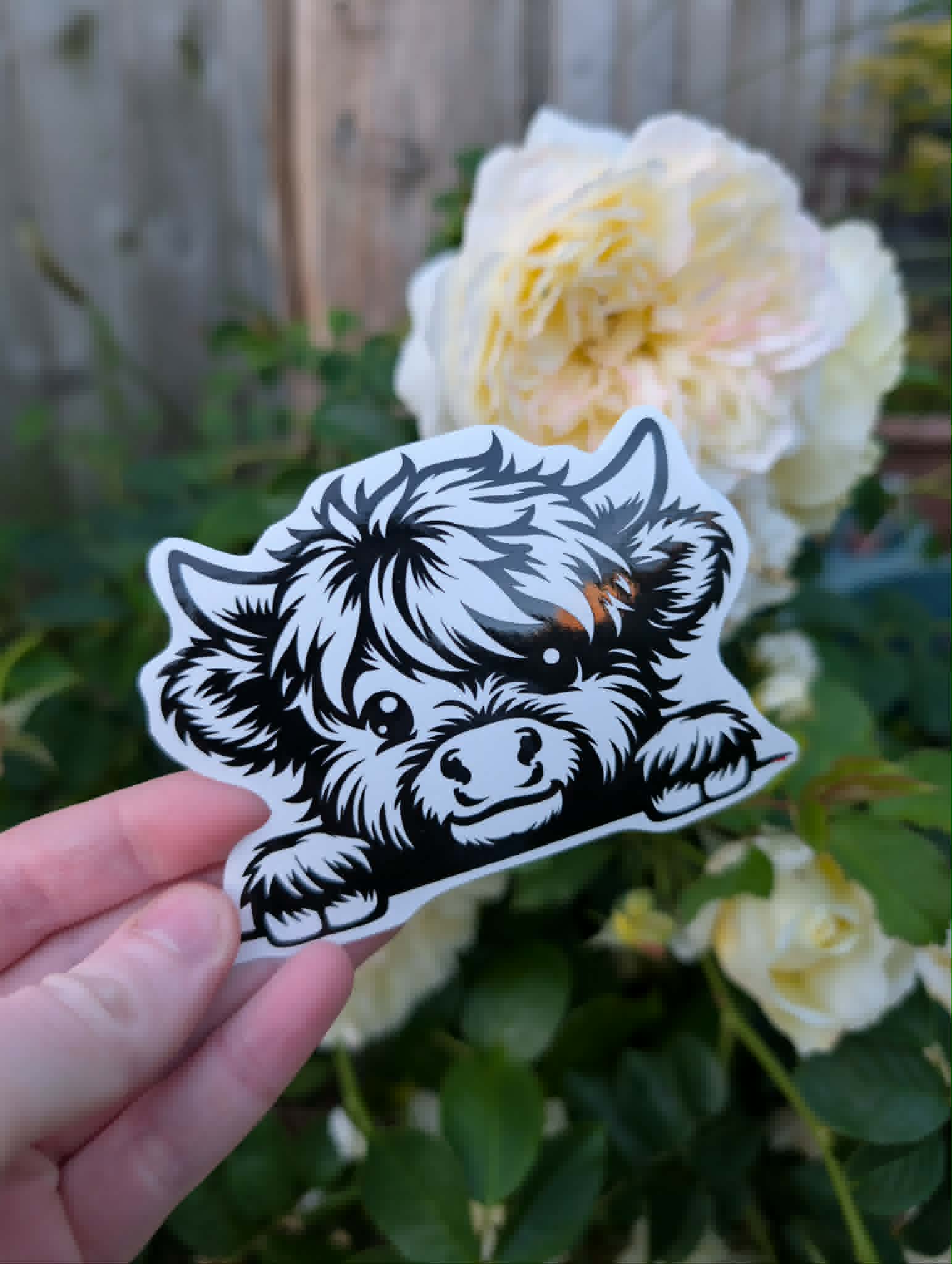 Peeking Highland Cow Vinyl Decal