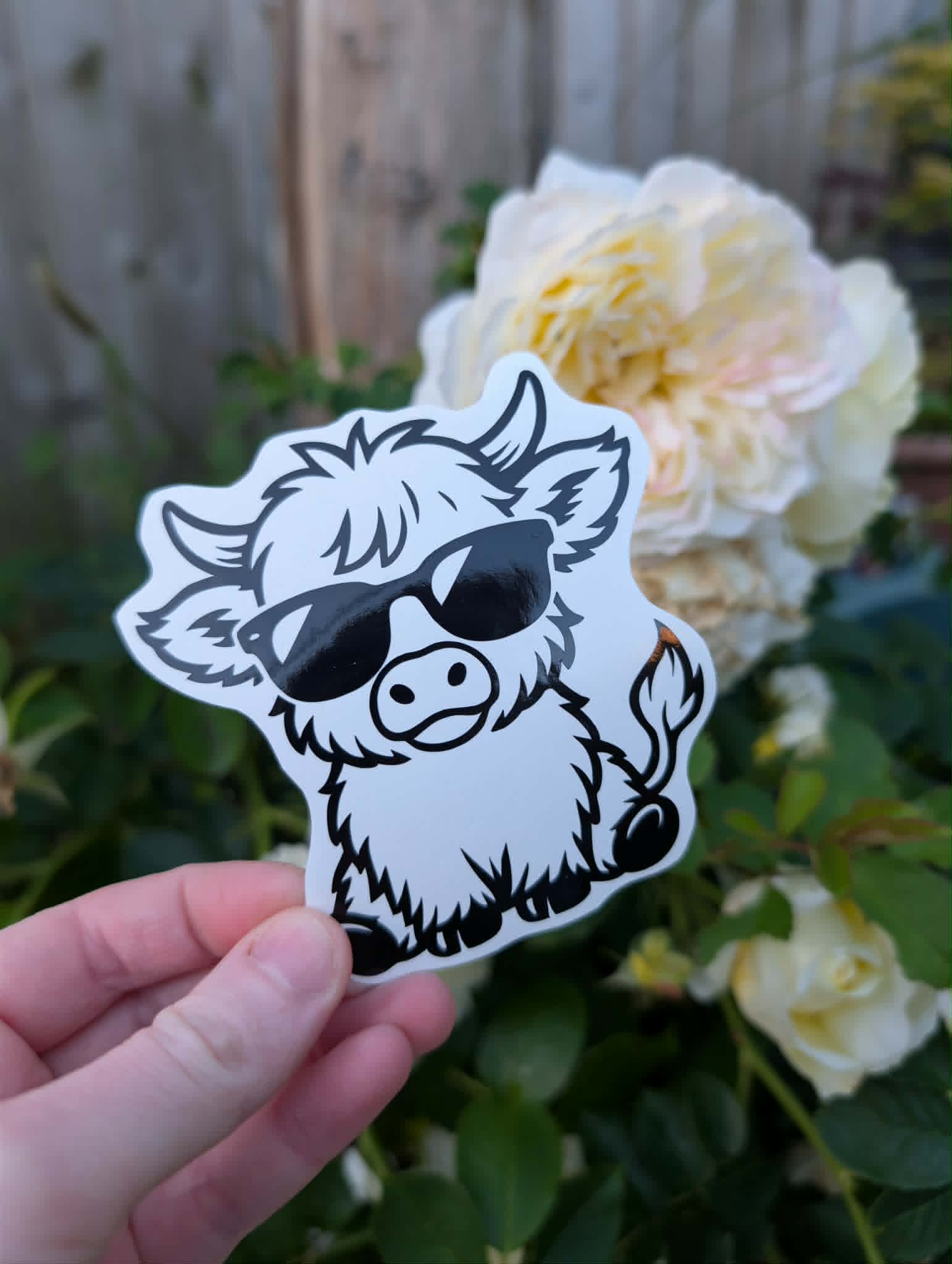 Cool Highland Cow Vinyl Decal